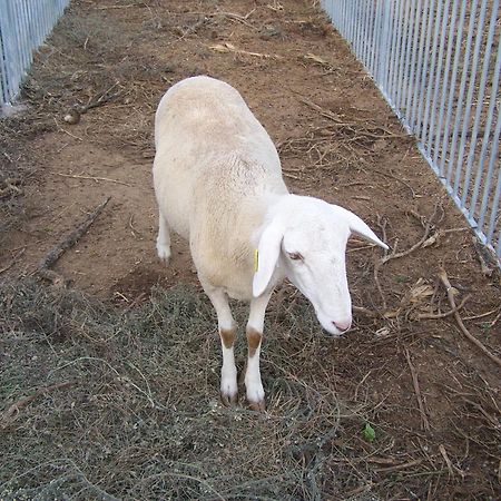 Centro De Agroecologia Y Medio Ambiente De Murcia Bullas Zewnętrze zdjęcie