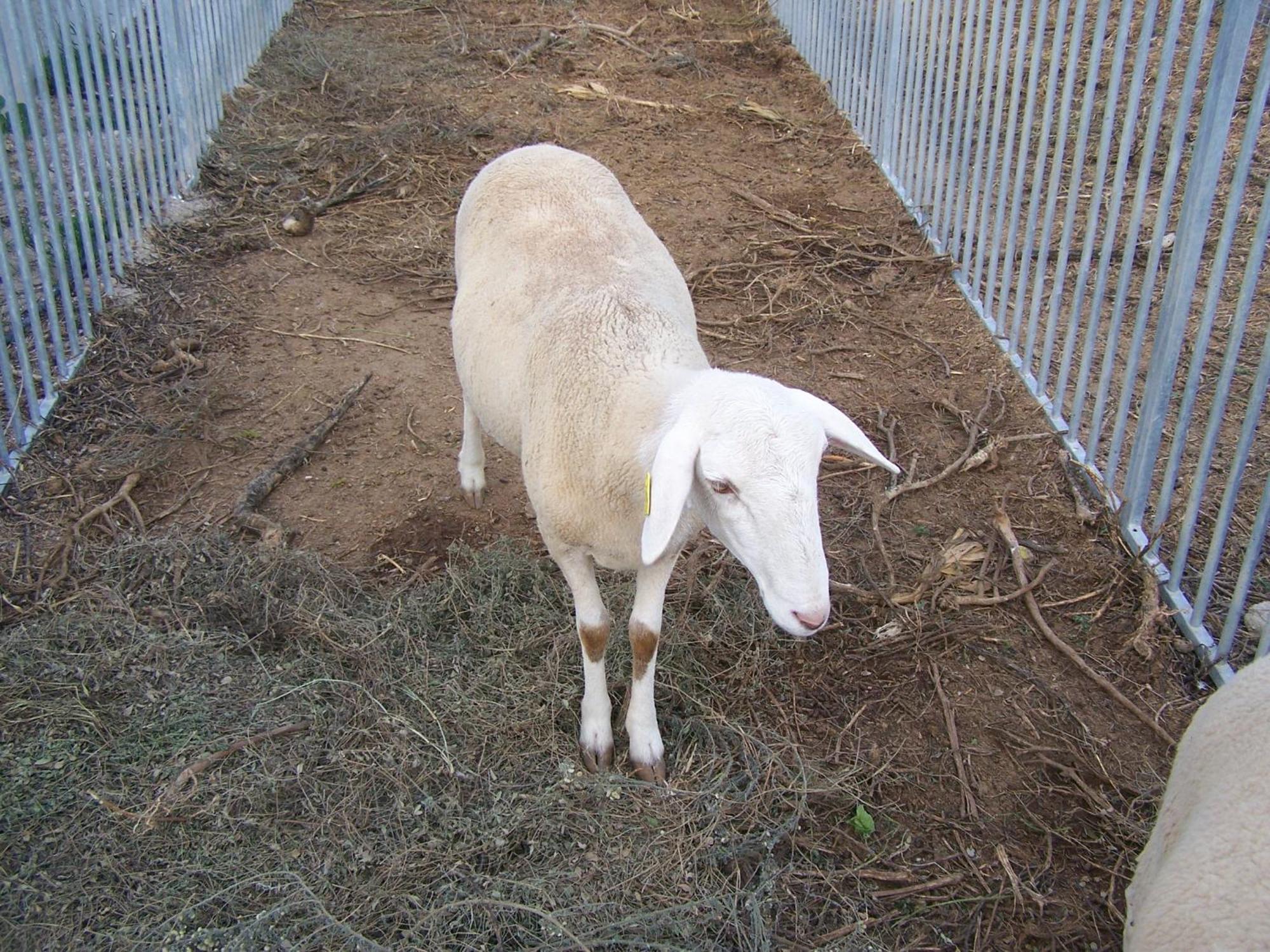 Centro De Agroecologia Y Medio Ambiente De Murcia Bullas Zewnętrze zdjęcie